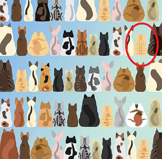 gato sem rabo