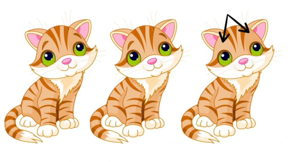Encontre o gato diferente