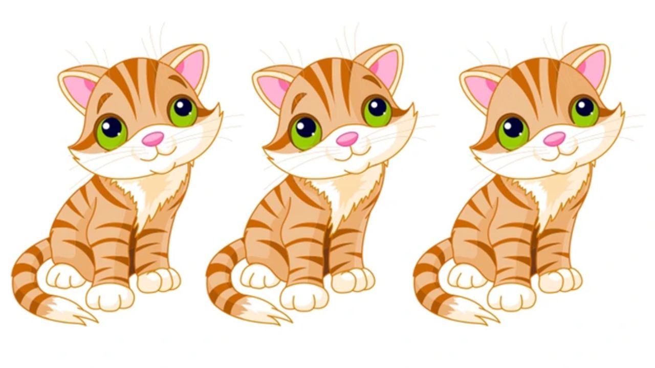 Encontre o gato diferente