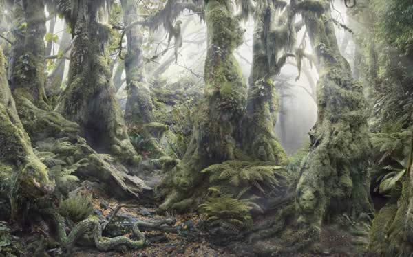 desafio da floresta