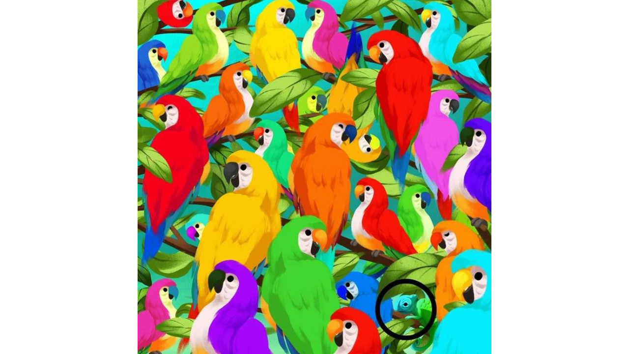 Camaleão camuflado entre papagaios