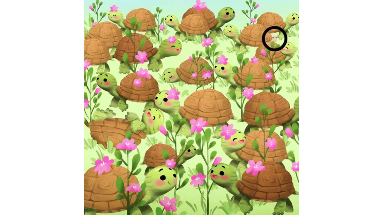 encontrar o caracol