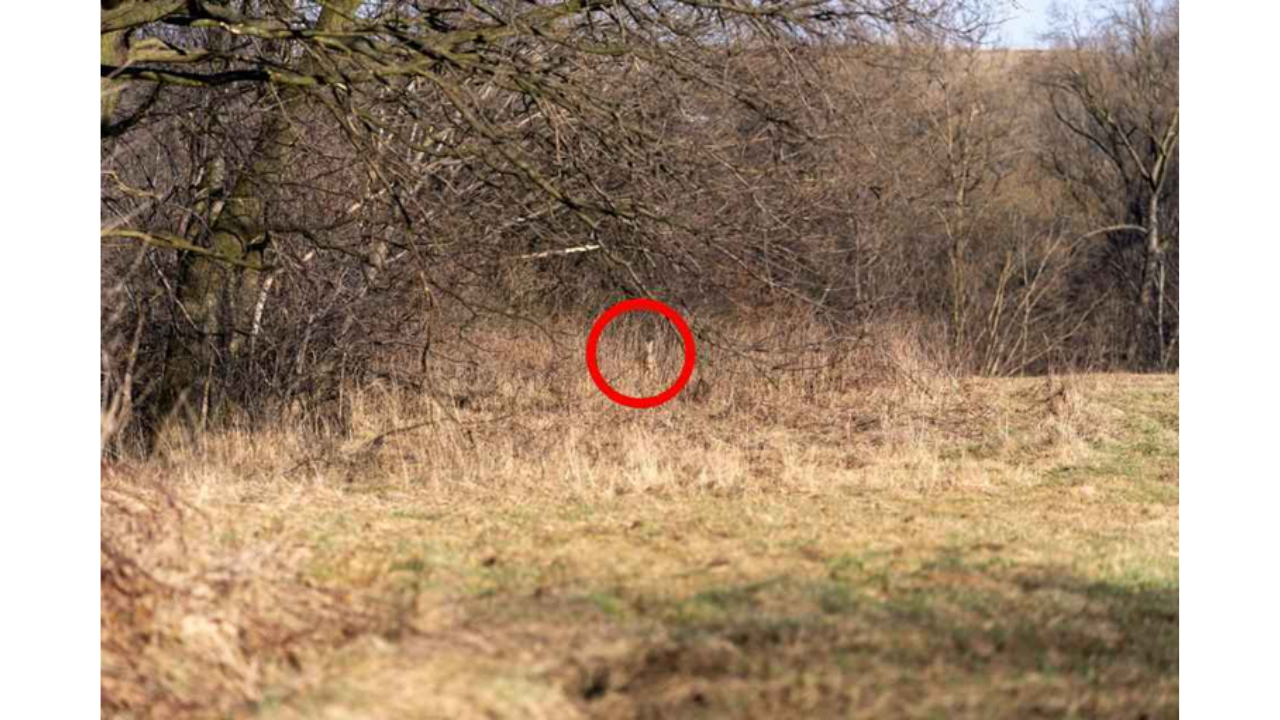 encontrar o cervo