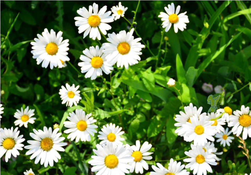 Dúvidas de português: você sabe qual é o coletivo de flores?