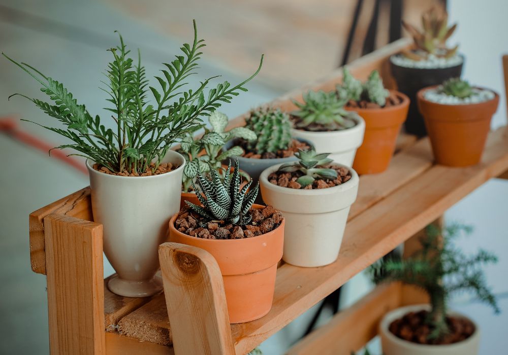 Conheça 4 plantas para ter em casa que trarão sorte para 2024