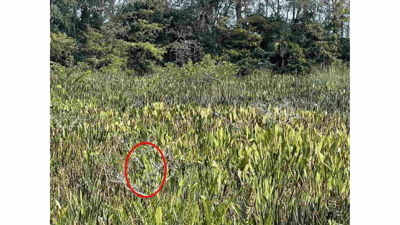 iguana na floresta