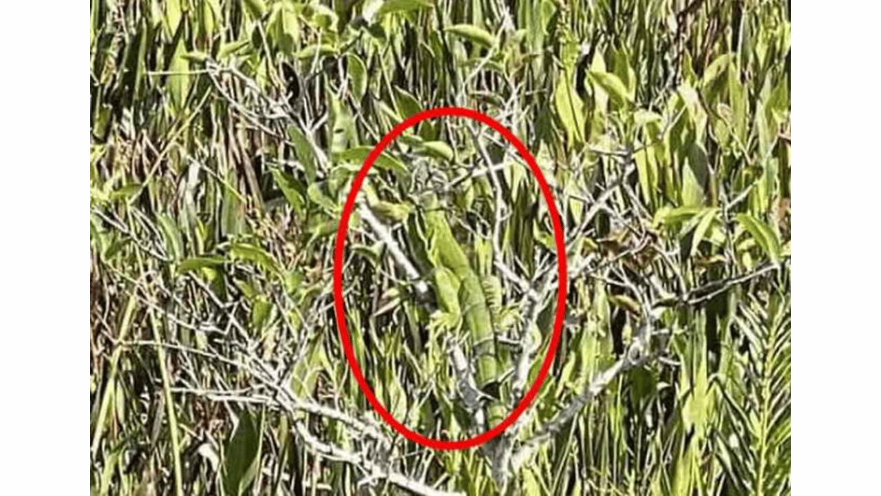 iguana na floresta