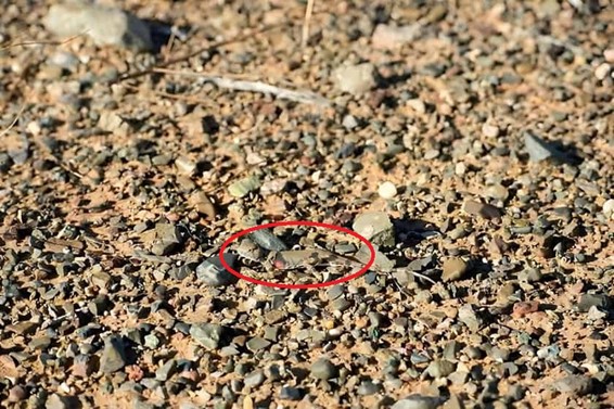 lagarto camuflado