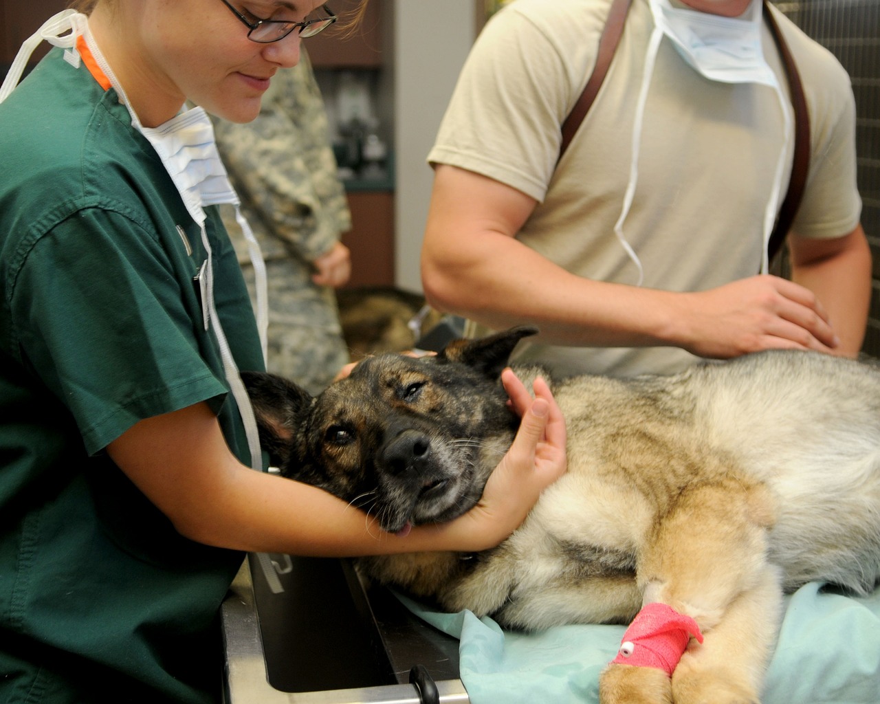 Conheça 10 profissões para quem AMA animais!