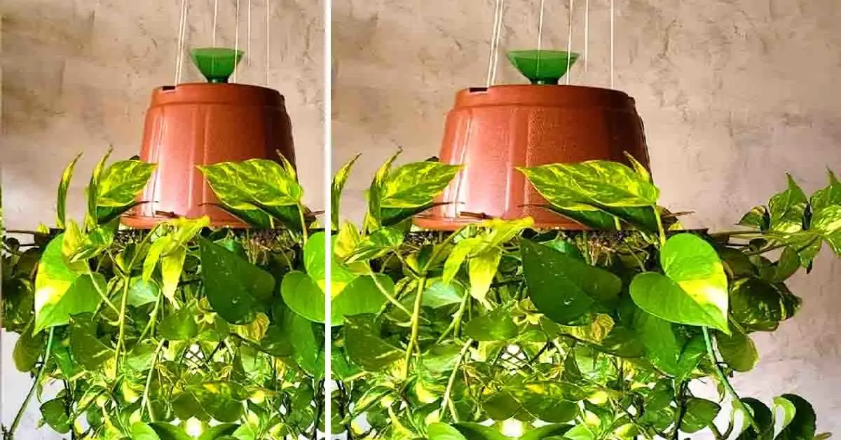 Nova maneira de cultivar plantas: Aprenda a plantar de cabeça para baixo!
