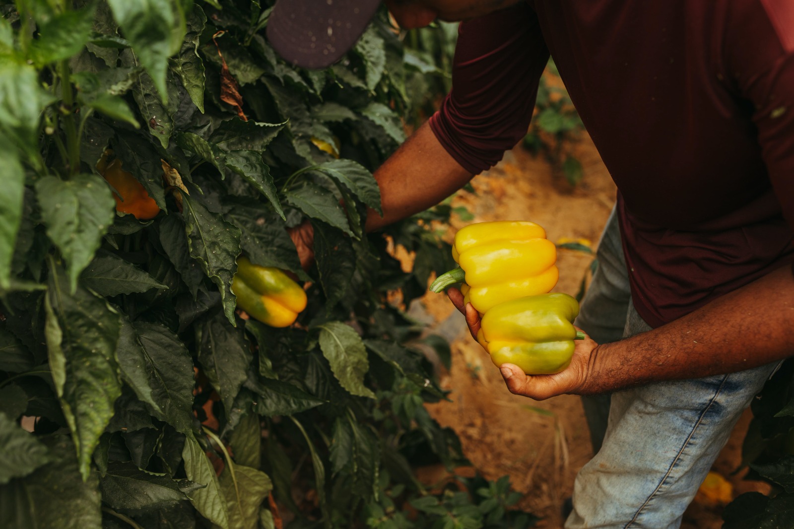 Seu corpo não produz vitamina C: Conheça 3 alimentos riquíssimos nesse nutriente