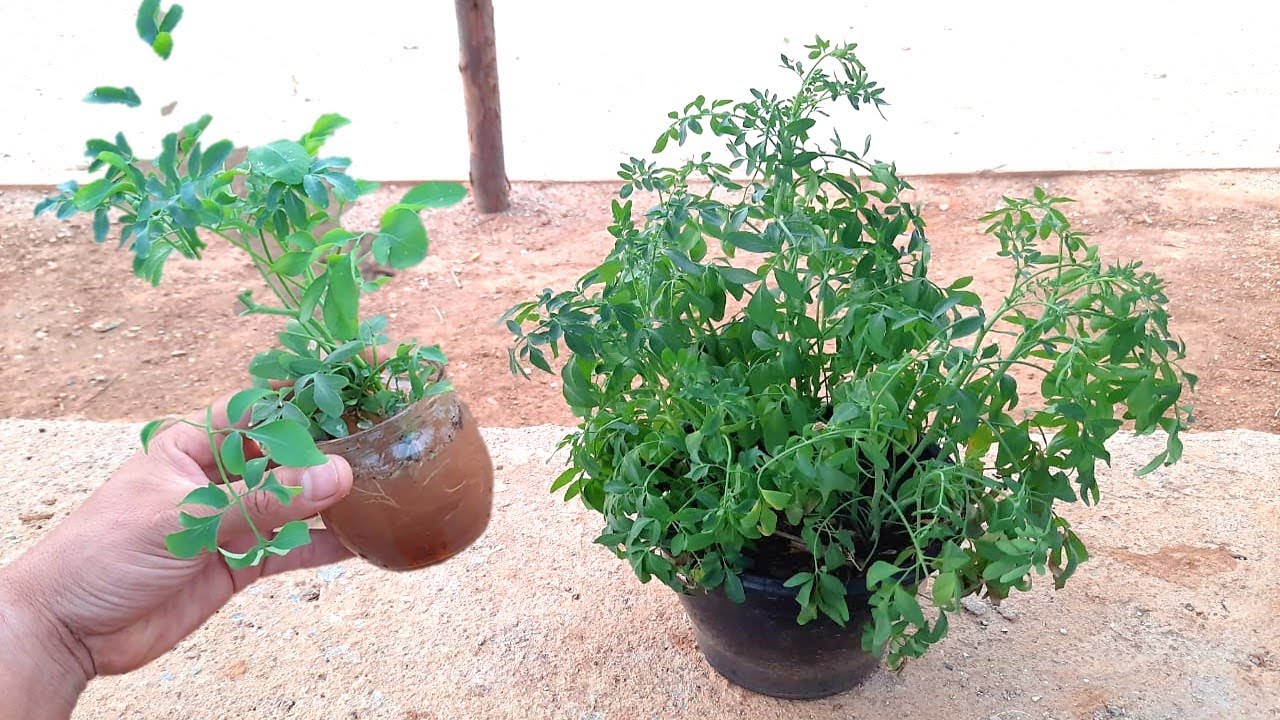 4 plantas que são poderosas para livrar sua casa da inveja