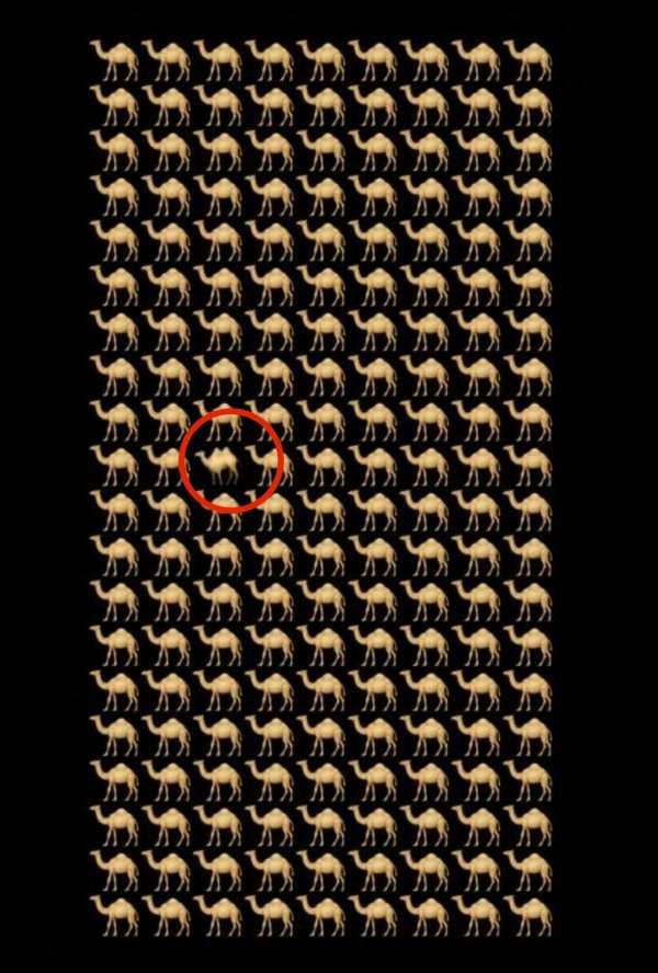 Encontre o camelo em 10 segundos para resolver esse teste visual e provar sua capacidade