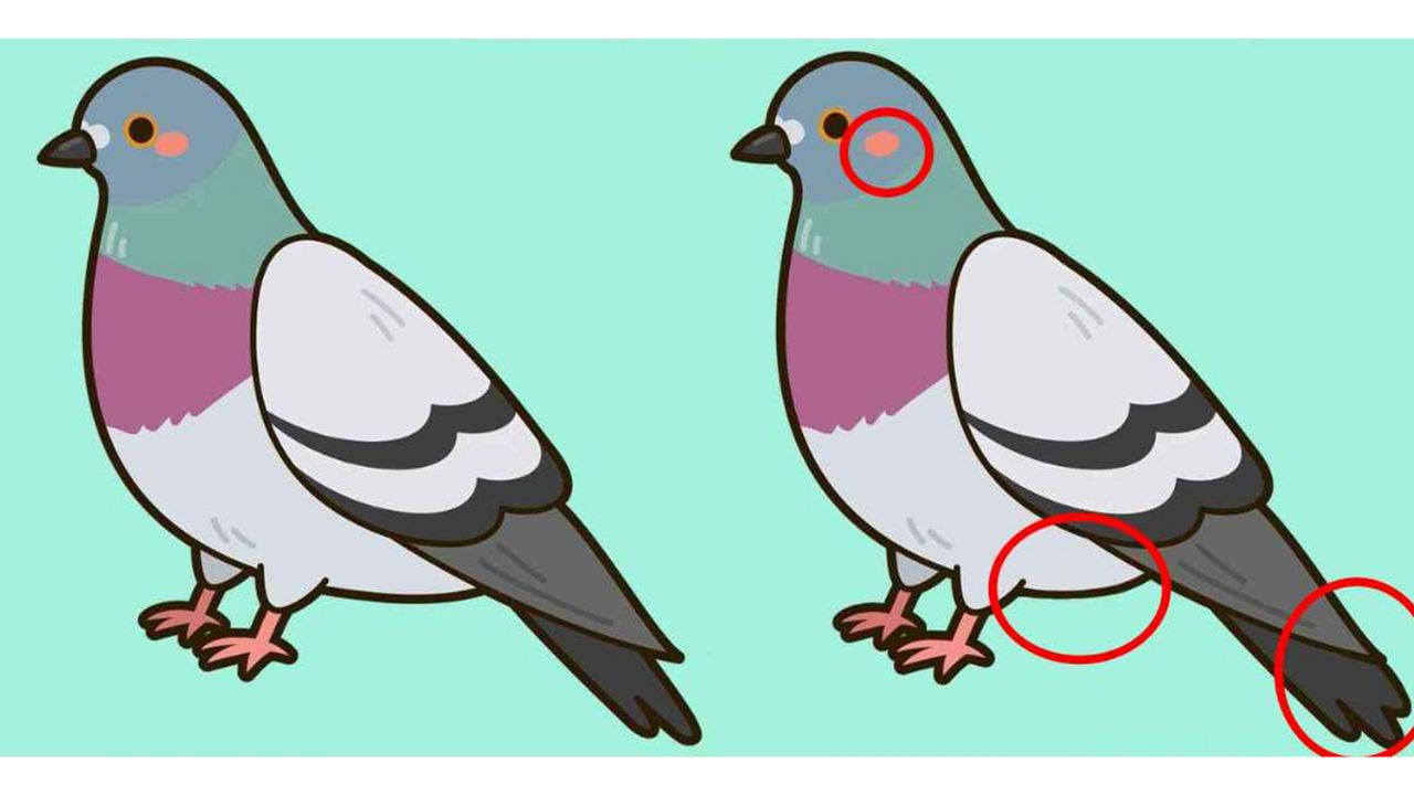 imagens de pombos