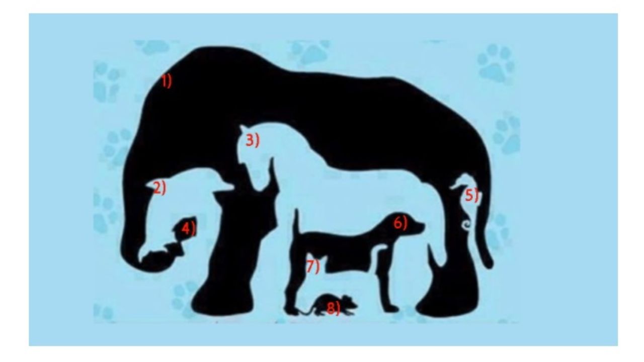 animais ocultos
