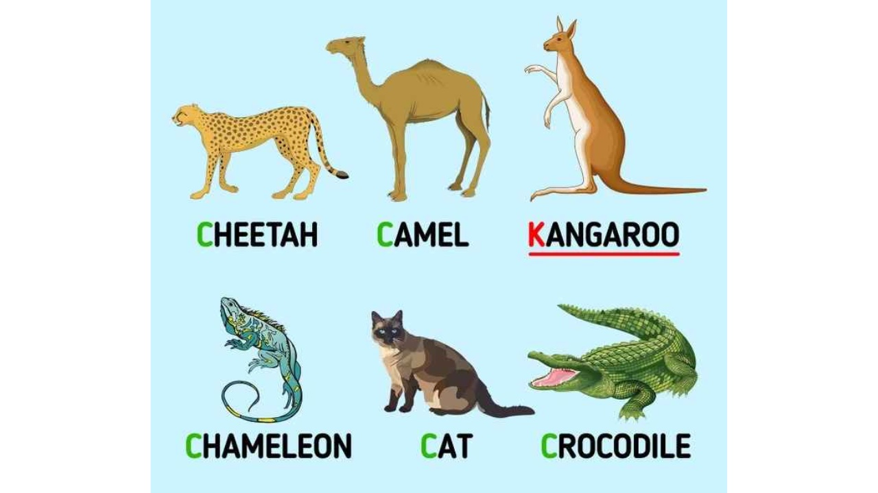 animal diferente