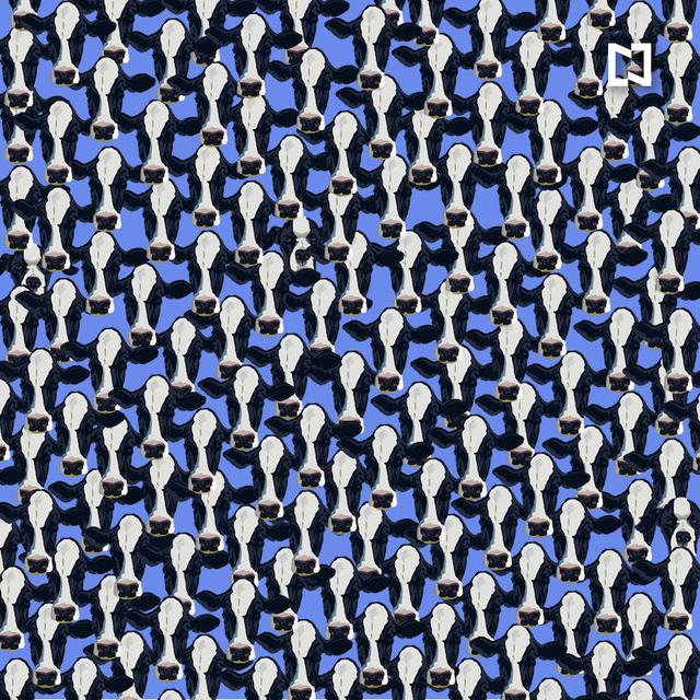 Desafio visual que viraliza na internet.
