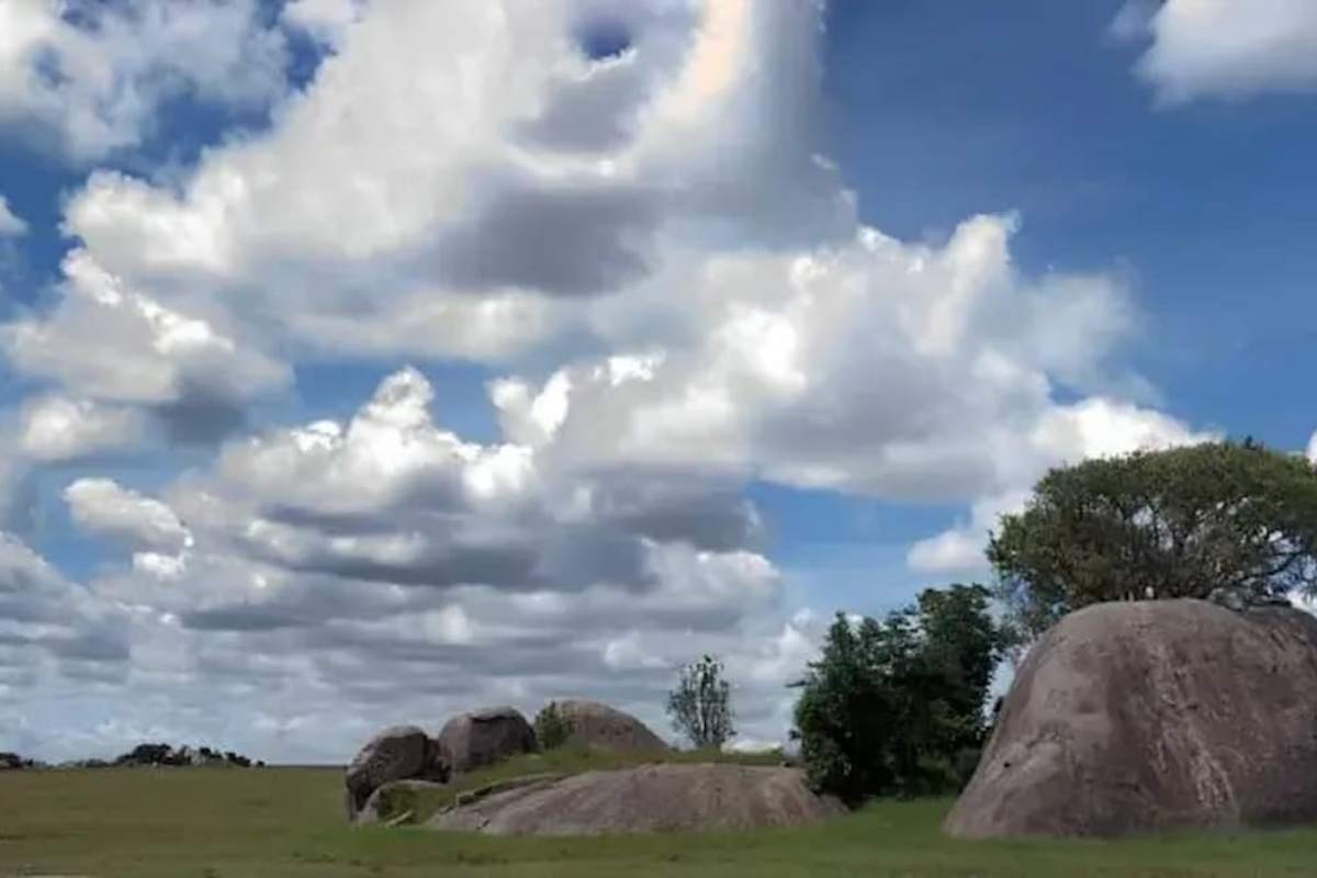 Encontre o leão na imagem da savana.