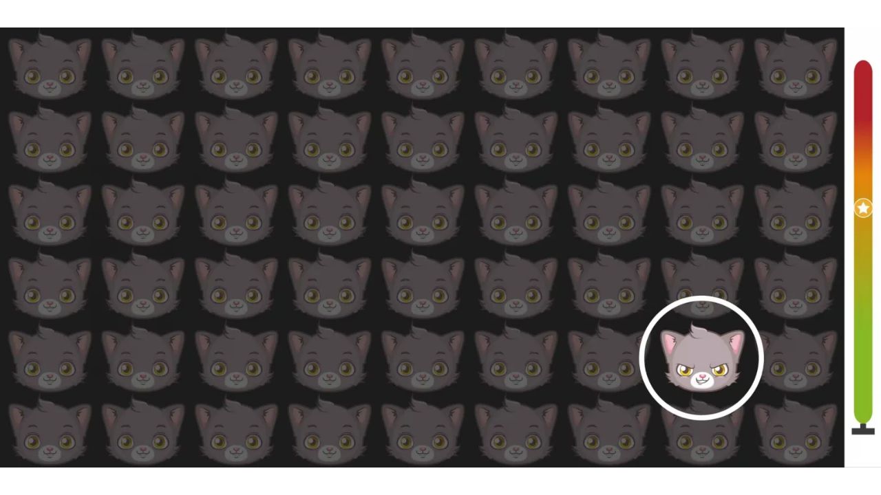 gatinho diferente