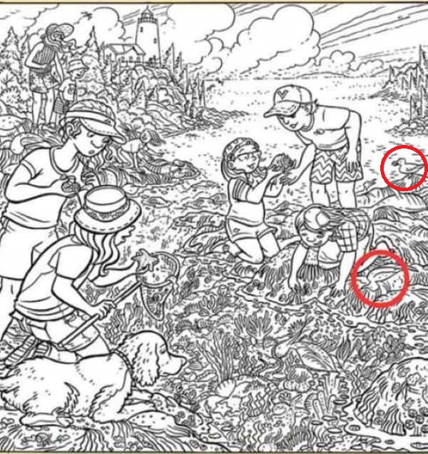 Encontre os dois pássaros maçarico-esquimó na imagem.