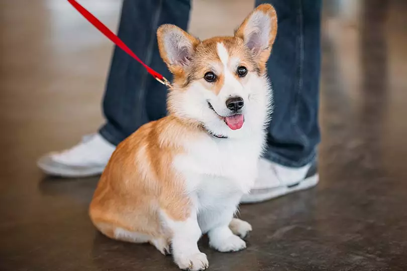 Dúvidas de Português: qual é o coletivo de cães? Dúvidas de Português: qual é o coletivo de cães?