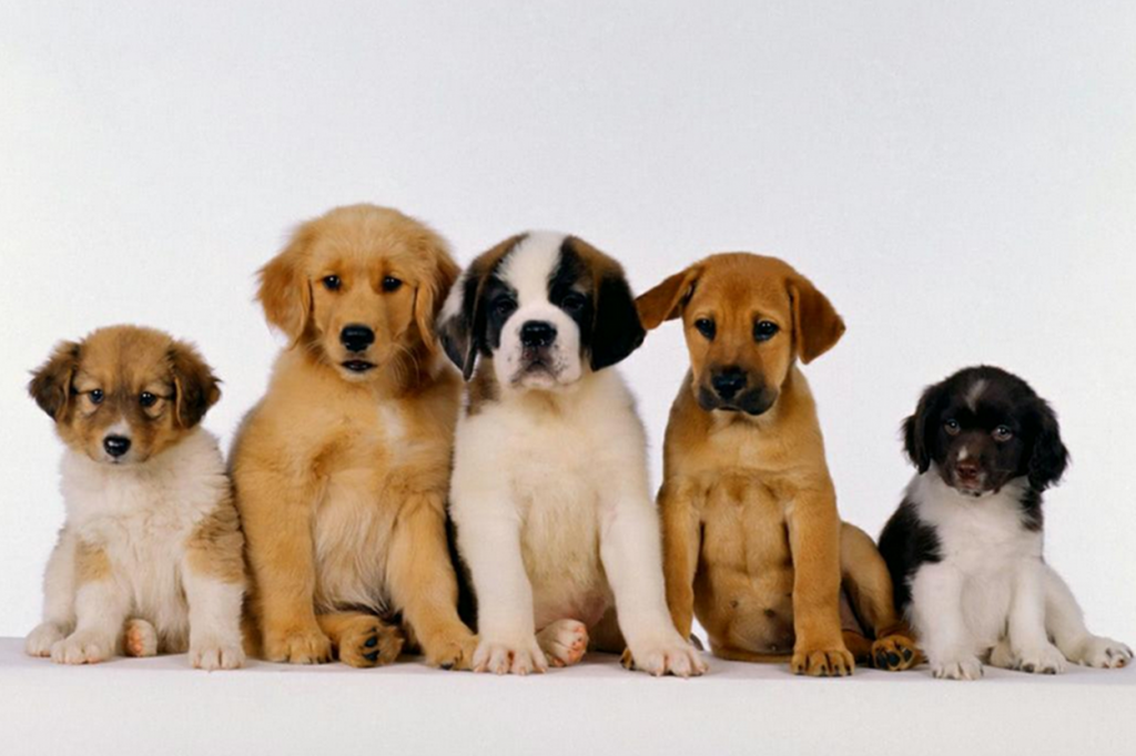 Dúvidas de Português: qual é o coletivo de cães? Dúvidas de Português: qual é o coletivo de cães?