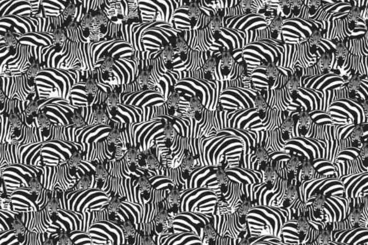 Encontre um piano entre as zebras.