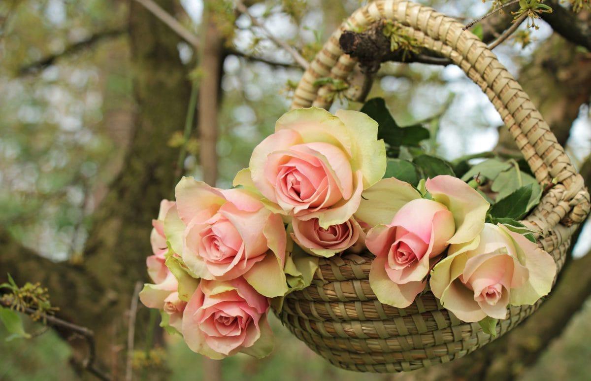Dúvidas de português: você sabe qual é o coletivo de flores?