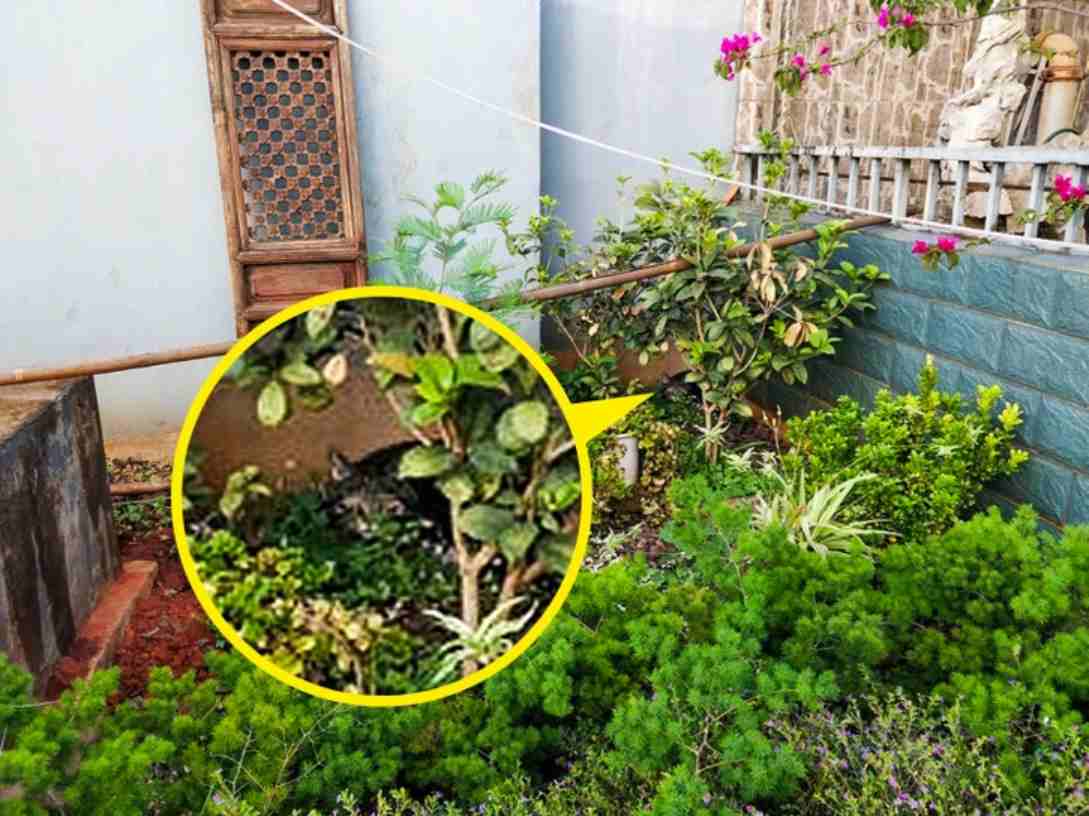 Resposta de onde está o gato escondido na plantação.