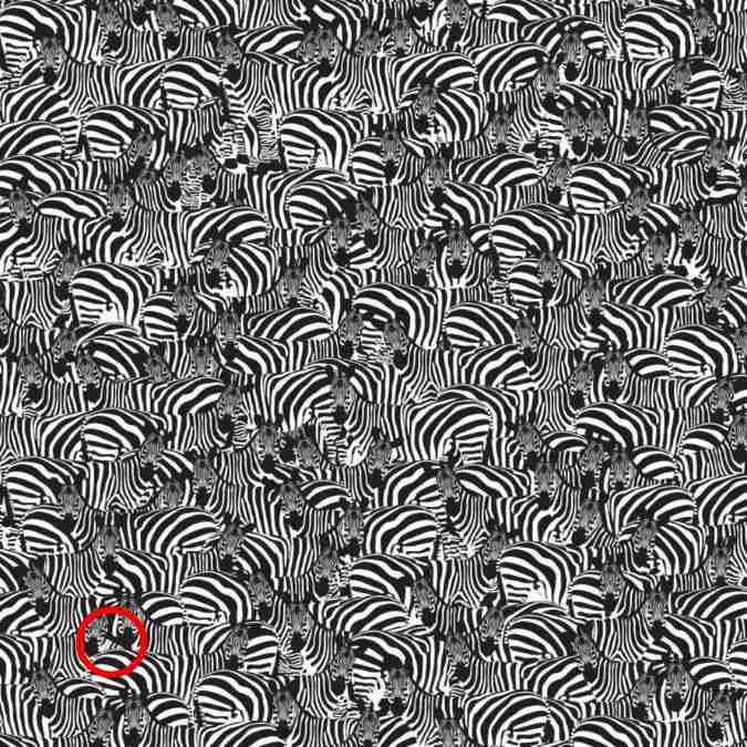 resposta de onde esta o piano entre as zebras Resposta de onde está o piano entre as zebras.