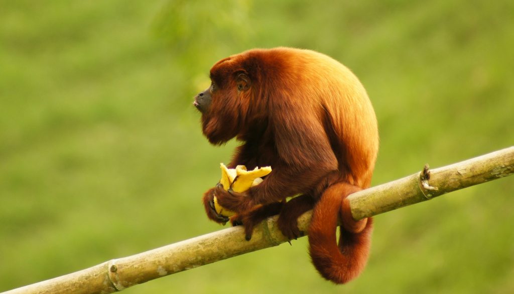 Proteção macacos essencial monitoramento febre amarela Parte PixAbay x Dúvidas de Português: qual o coletivo de macacos?