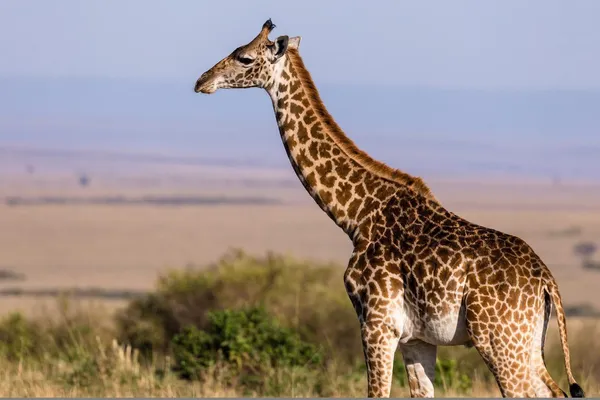 girafa gigantes vegetarianos x animais enormes que sao herbivoros Dúvidas de Português: qual o coletivo de girafas?
