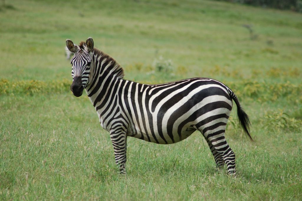 Dúvidas de Português: qual o coletivo de zebras? Dúvidas de Português: qual o coletivo de zebras?