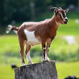 Dúvidas de Português: qual o coletivo de cabras? Dúvidas de Português: qual o coletivo de cabras?