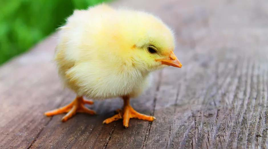 animal chick chicken Dúvidas de Português: qual o coletivo de pintinhos?