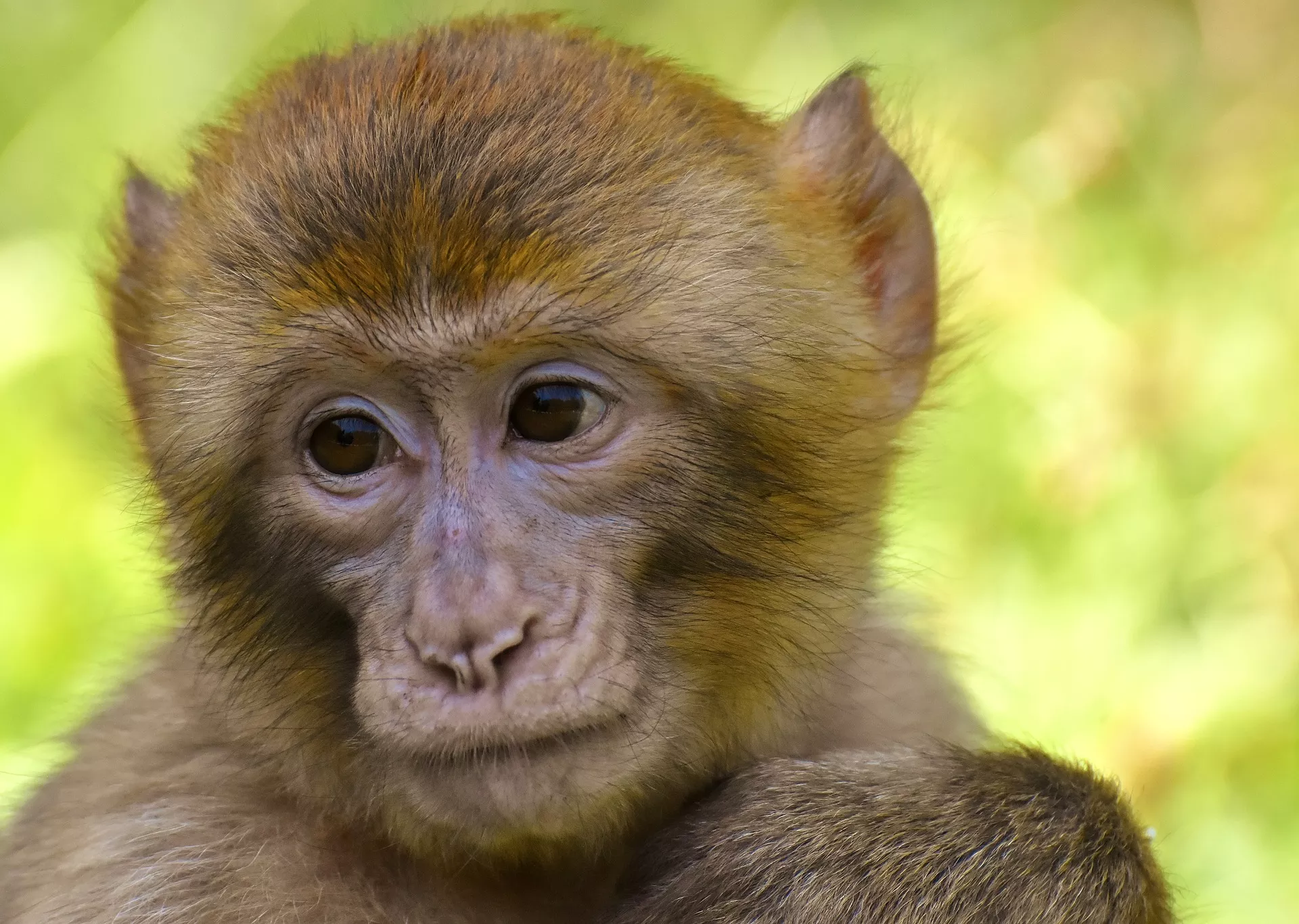 Dúvidas de Português: qual o coletivo de macacos?