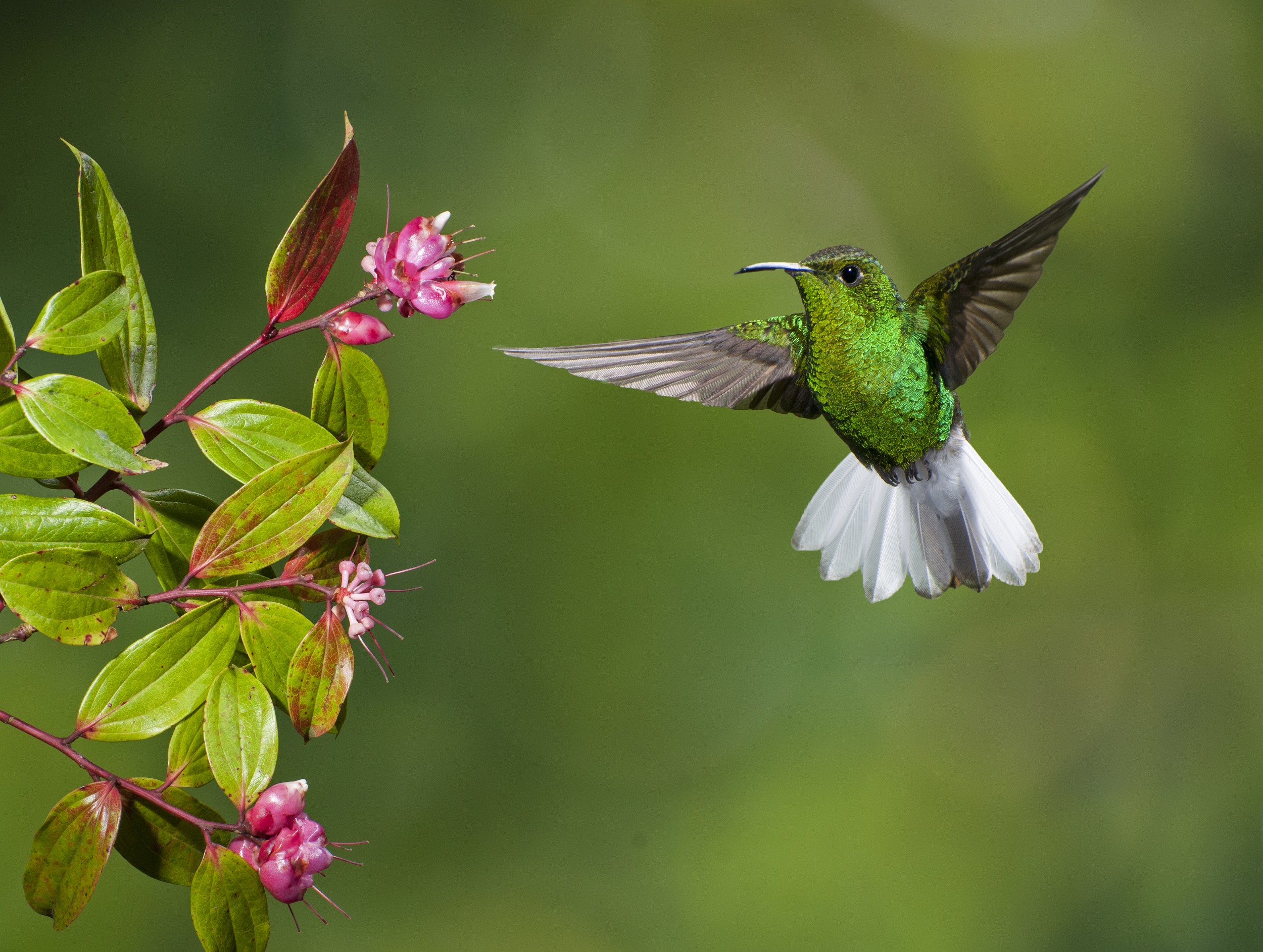 Qual o COLETIVO de beija-flor? Você sabe?