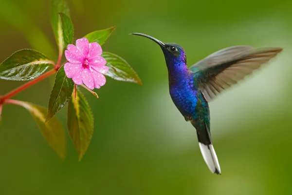 Qual o COLETIVO de beija-flor? Você sabe? Qual o COLETIVO de beija-flor? Você sabe?
