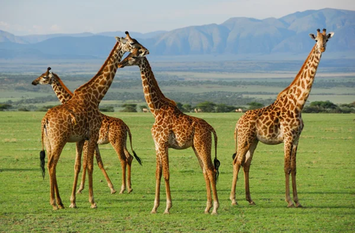 Dúvidas de Português: qual o coletivo de girafas?