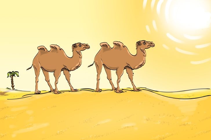 encontre o erro na imagem do deserto Encontre o erro na imagem do deserto.