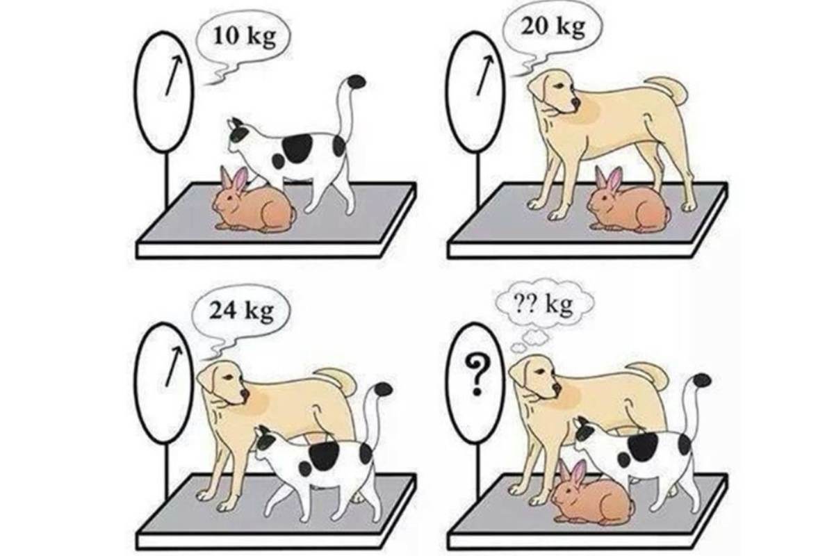Encontre o peso dos animais da imagem.
