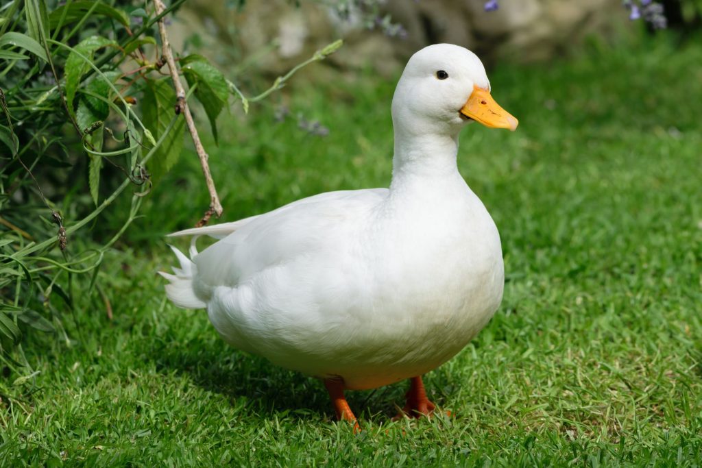 Dúvidas de Português: qual o coletivo de patos? Dúvidas de Português: qual o coletivo de patos?
