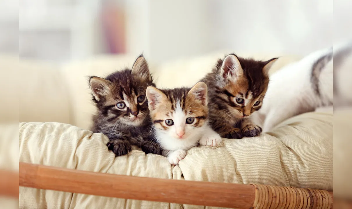 Dúvidas de Português: qual o coletivo de gatos?