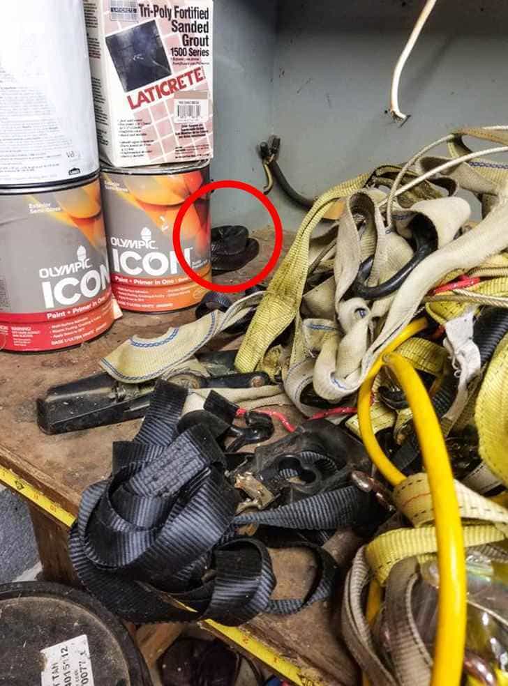 resposta de onde esta a cobra Resposta de onde está a cobra.