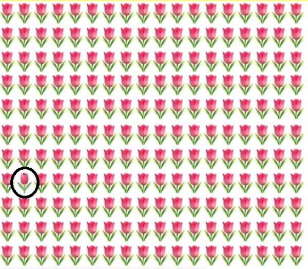 resposta de onde esta a flor diferente Resposta de onde está a flor diferente.