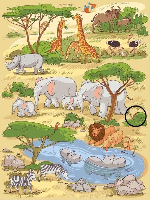 resposta de onde esta a tartaruga na savana Resposta de onde está a tartaruga na savana.