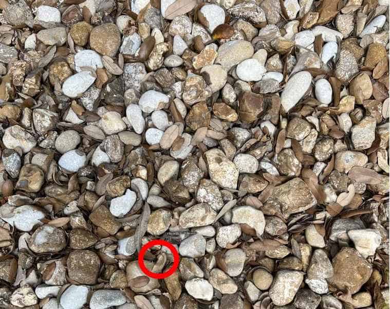 resposta de onde esta o anel Resposta de onde está o anel.