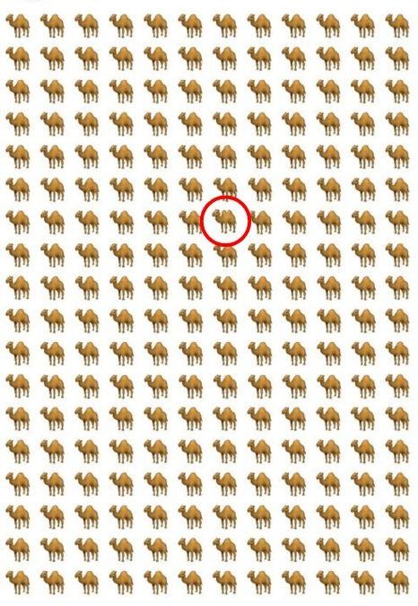 resposta de onde esta o camelo diferente Resposta de onde está o camelo diferente.