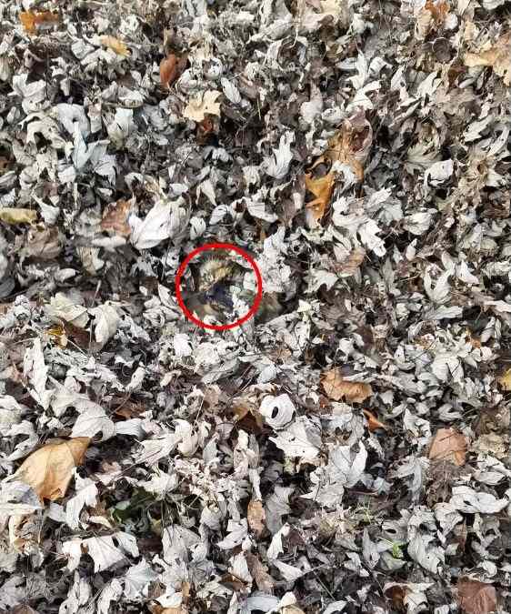 resposta de onde esta o gato neste desafio Resposta de onde está o gato neste desafio.
