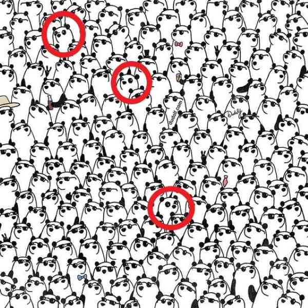 resposta de onde estao os pandas sem oculos Resposta de onde estão os pandas sem óculos.
